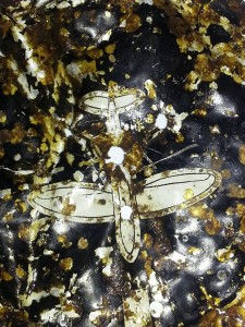 10171853_391196907718262_4042435555475398537_n