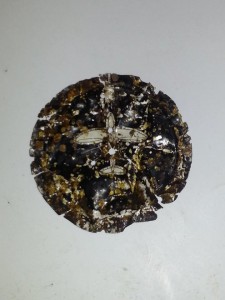 10945382_391196884384931_7484005862559942252_n